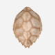 Faux Hawksbill Turtle Shell