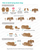 Dog Builder Die Set ©2026 Newton's Nook Designs