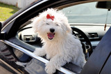 Dog Days of Summer