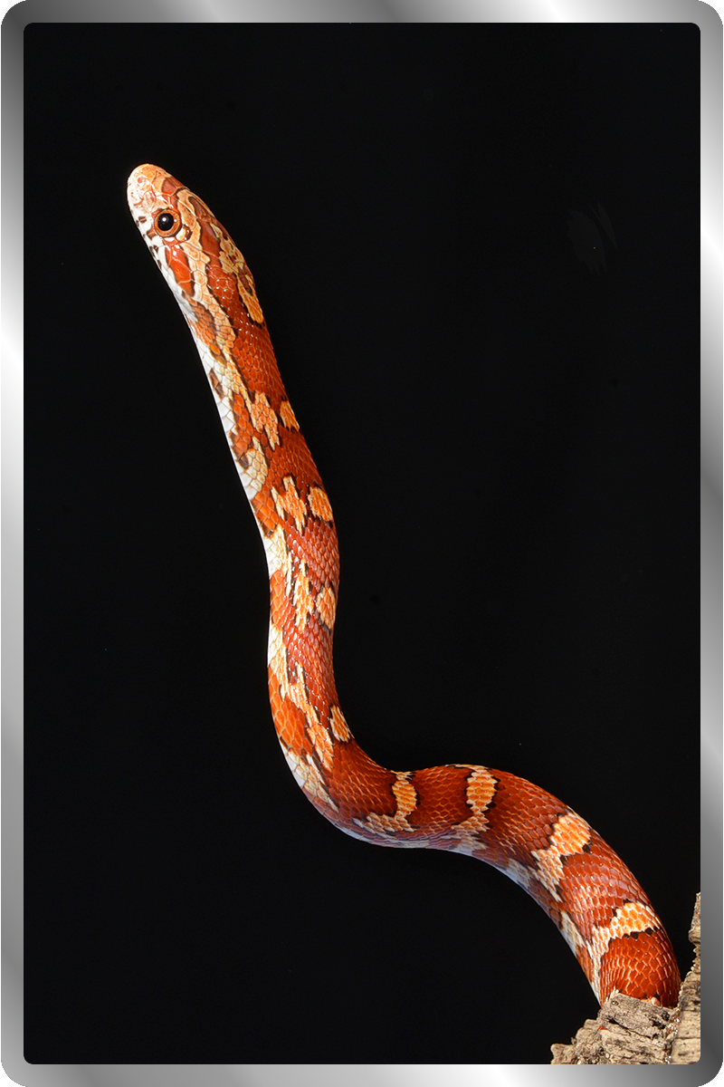 Corn Snake Enclosures