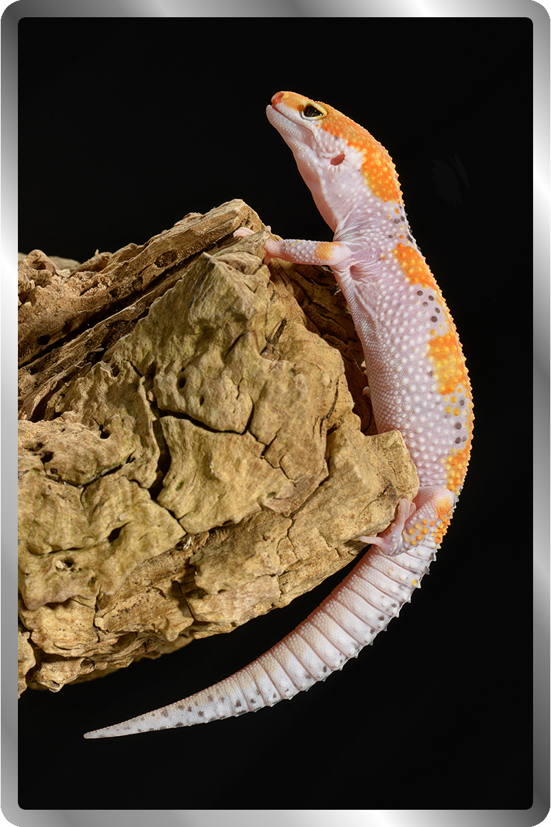 Leopard Gecko Enclosures