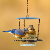 Bird Feeders