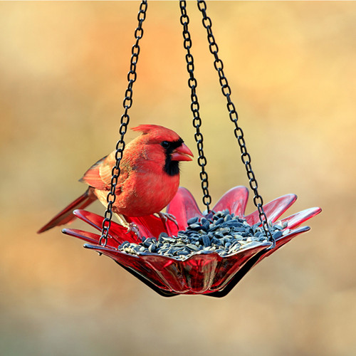 Hanging Glass Bird Feeder