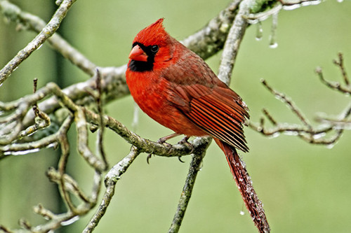 Winter Cardinal Flag 3x5