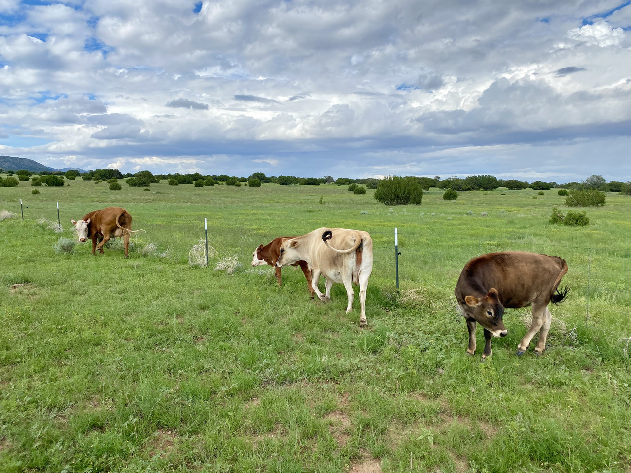 Beef and Beef cows