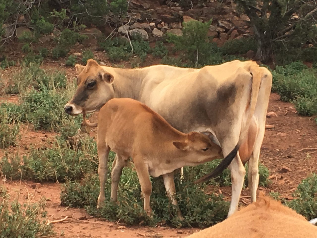 Jersey Cows