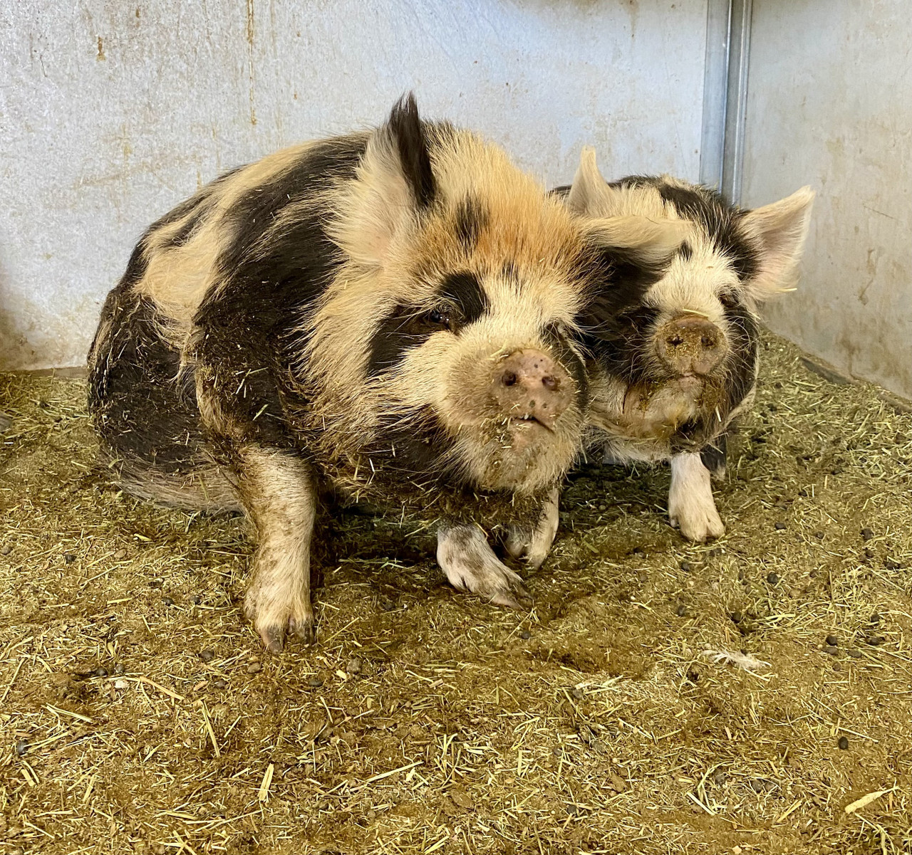 Registered KuneKune Pigs