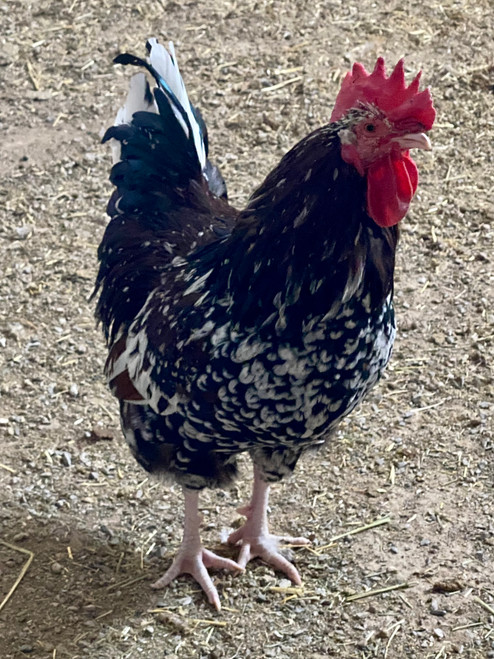 Speckled Sussex Rooster