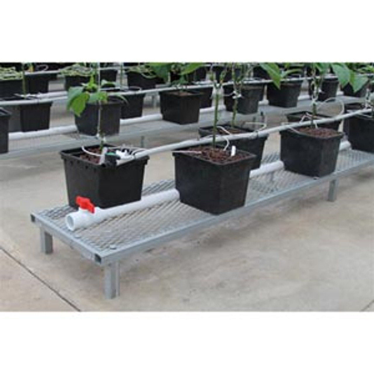 bato bucket hydroponics system