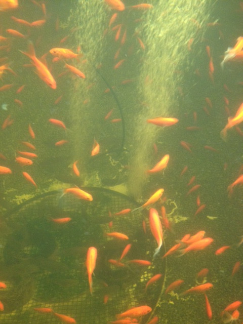 koi life algae control, 200g for 20000l koi pond for fish tank