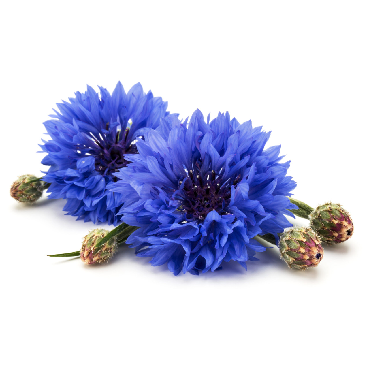 Edible Flower Seeds Cornflower Blue Boy 100 Seed Pack, edible