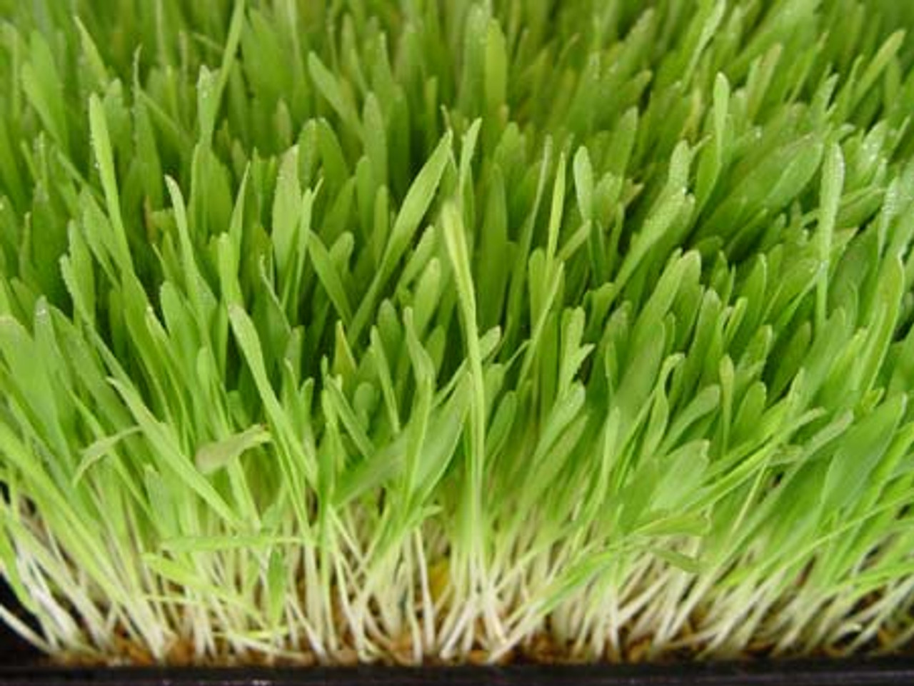fodder growing plastic trays, wheatgrass, barley grass and microgreens