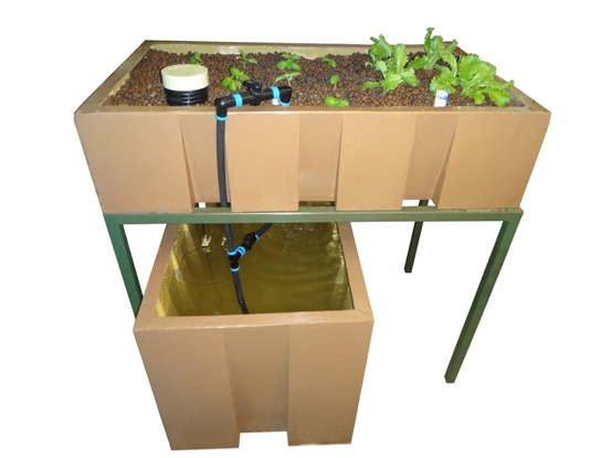 AquaEco DIY Aquaponics System for beginners, Backyard aquaponics system