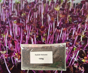 Radish Vulcano Microgreens Seeds Radish Vulcano Microgreens Seeds