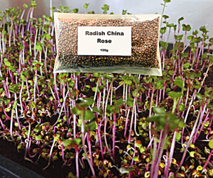 Radish China Rose Microgreens Seeds - 100g Pack Radish China Rose Microgreens Seeds - 100g Pack