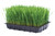 Wheat Grass Seeds  - 200g Tube Wheat Grass Seeds  - 200g Tube
