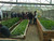Ticket Aquaponics & Sandponics Training Course - Saturday, 28 March 2026, Johannesburg