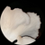 White Oyster Mushroom