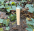 Plant variety marker, plant date marker 