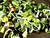 Japanese radish sprouts Japanese radish sprouts