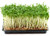 Grow Tray with Microgreens