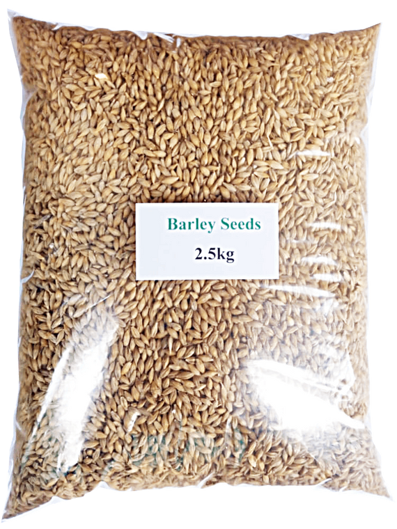 Barley Seed - Fodder or Microgreens - 2.5Kg