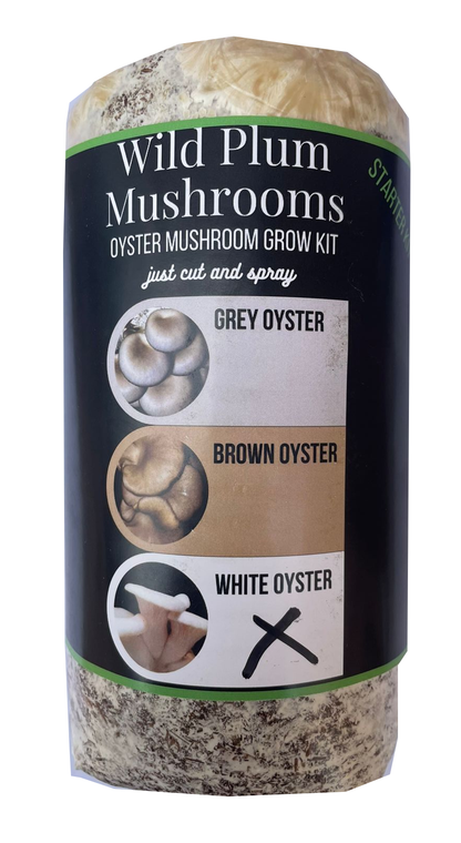 White Oyster Mushroom Kit