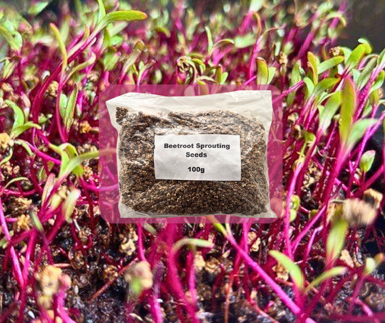 Beetroot Microgreens Seeds  - 100g Pack