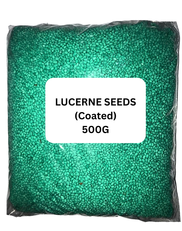 Lucerne Seeds -500 Grams - Coated and treated