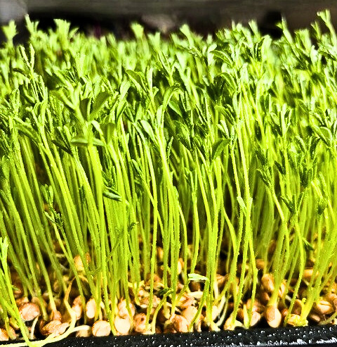 Lentils black/brown Sprouting and microgreens