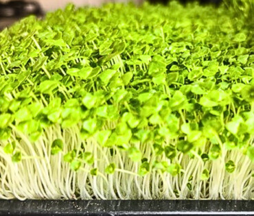 chia microgreens