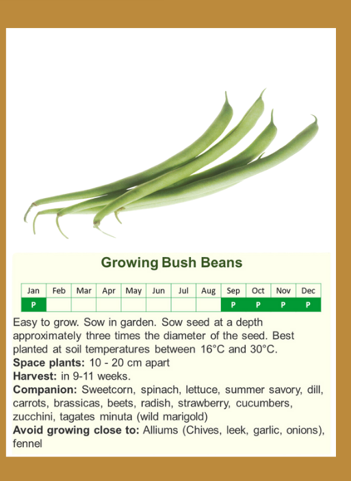 beansf.png