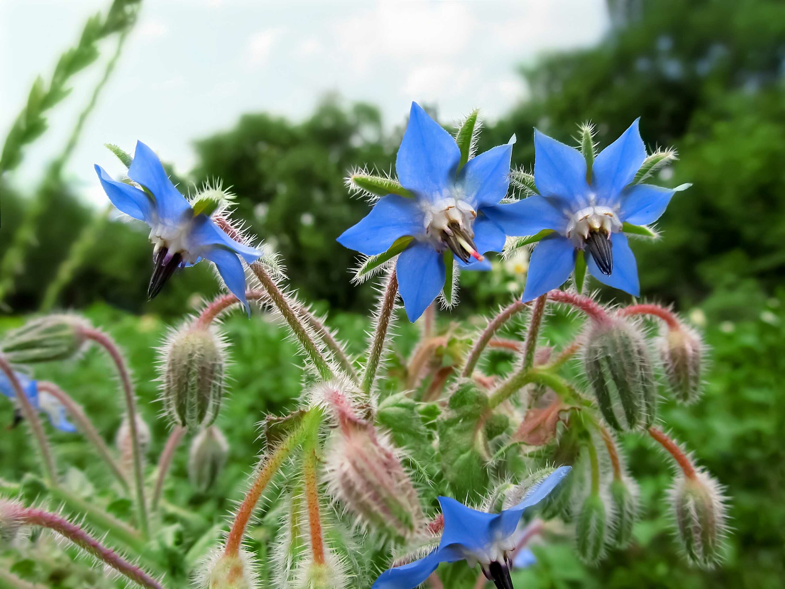 borage-edibleflower