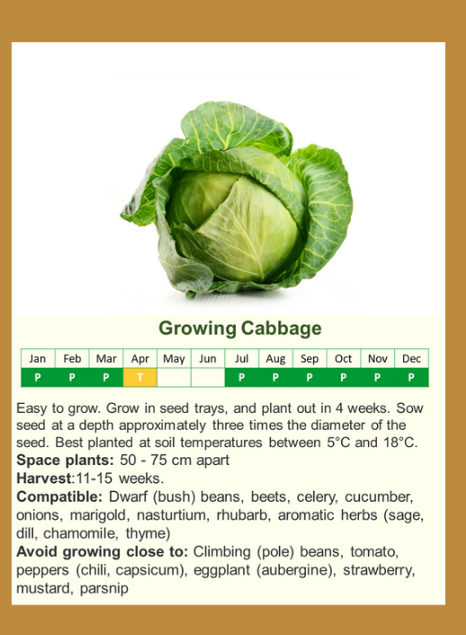 cabbagef.png