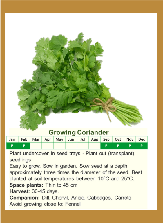 corianderf.png