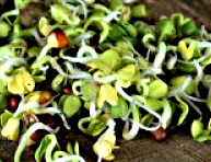 Japanese radish sprouts