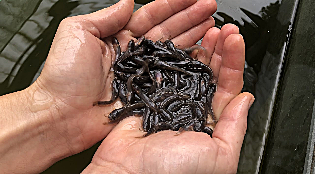 catfish_barbel_barber_fish_fingerlings