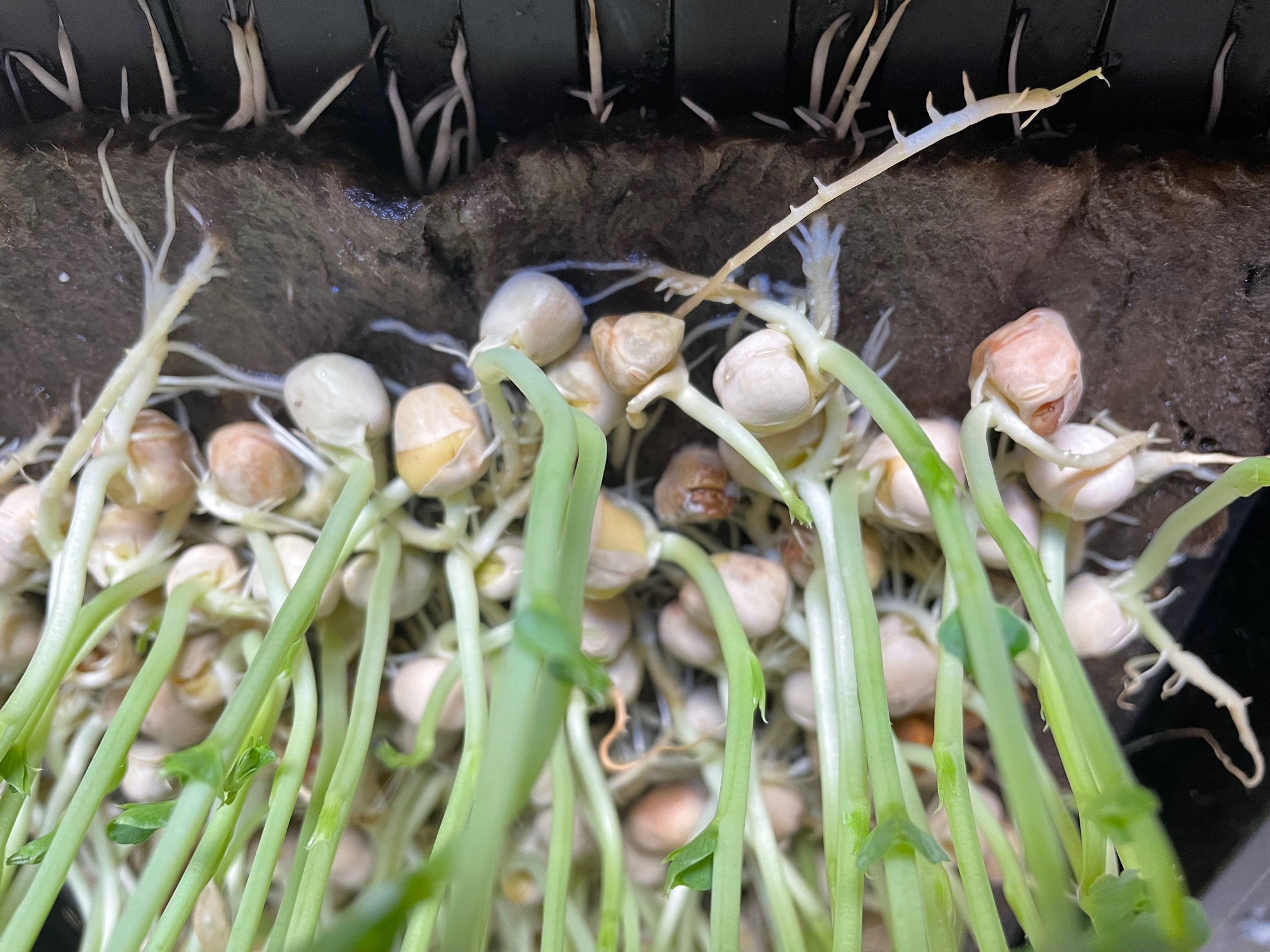 Roots growing on rockwool mat - microgreens