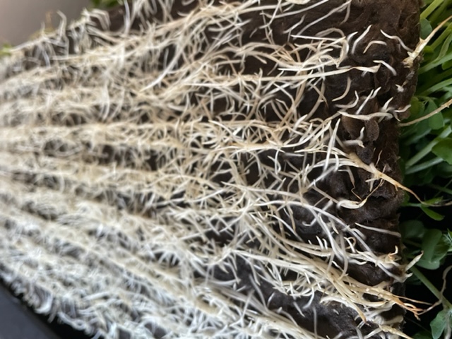 root growth rockwool microgreens mat 