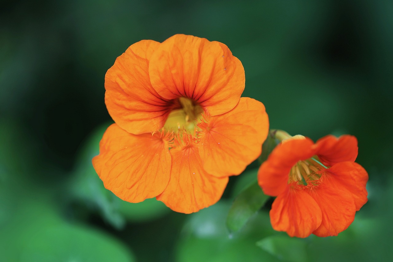 nasturtiums-edibleflowr.jpg