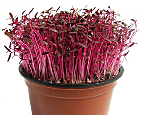 red-amaranth-microgreens