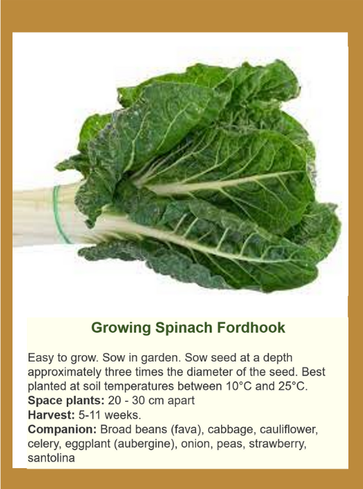 spinachf.png