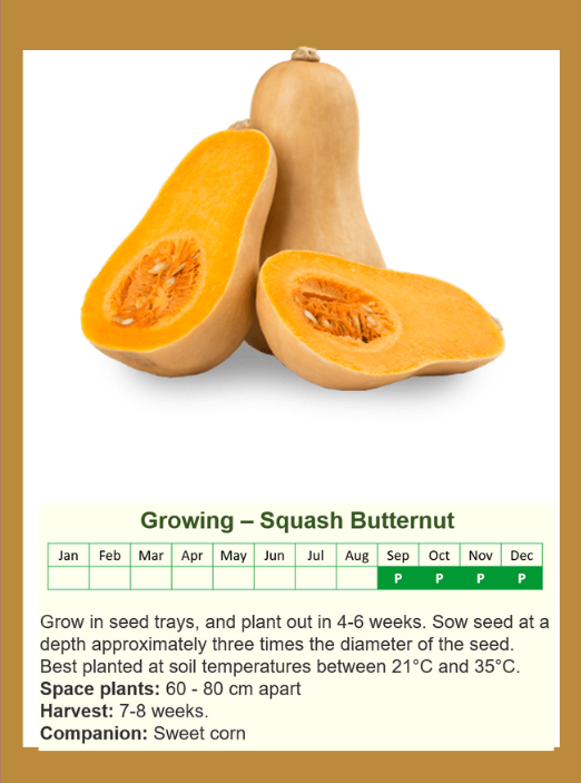 squashbutternutf.png.png