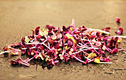 tsai-tsai-radish-200-grsprout-and-microgreen-seed-10673-500x500-1-.jpg