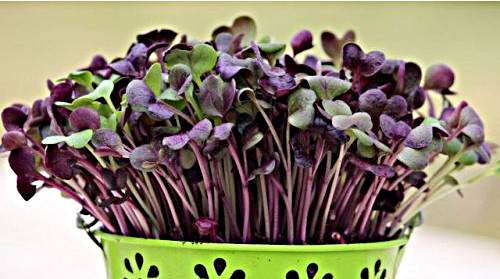 tsai-tsai-radish-200-grsprout-and-microgreen-seed-10674-500x500-1-.jpg