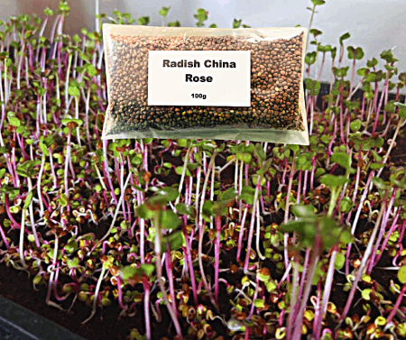 Radish china rose microgreens