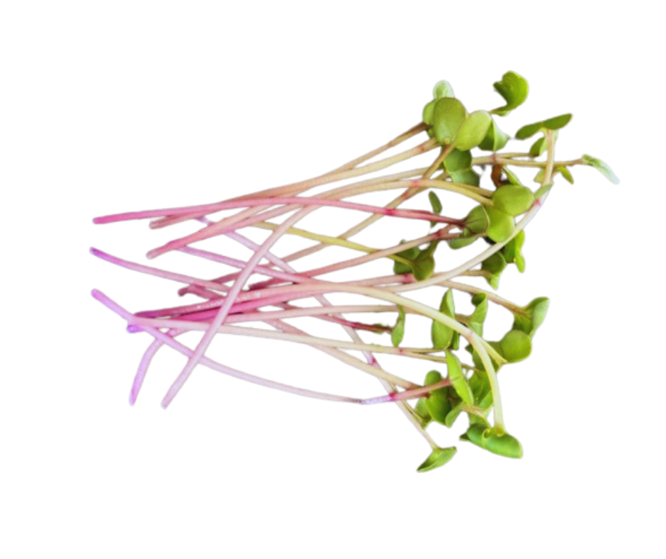 china rose radish microgreens