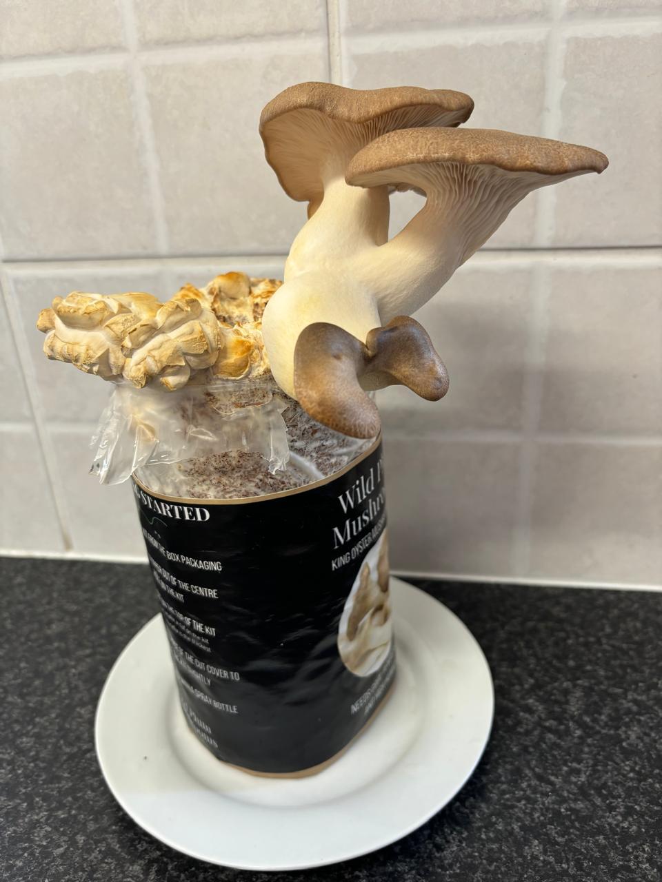 king oyster mushroom