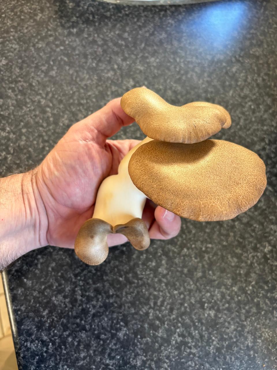 king oyster mushroom
