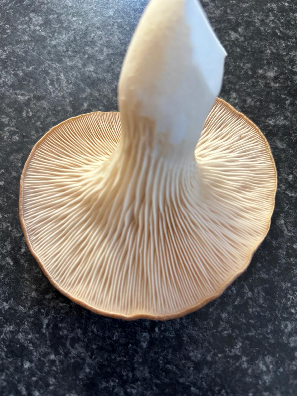 king oyster mushroom